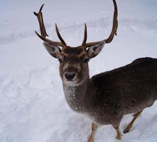Tiere am Antholzer See