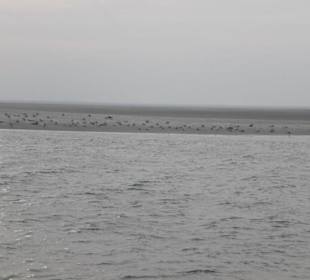 Seehundbank Tegeler Plate