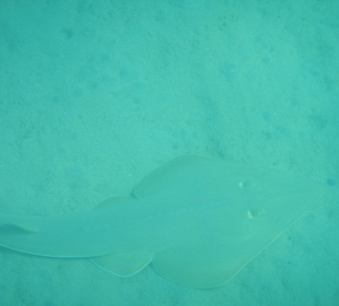 Meeresbewohner am Hausriff