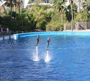 Delphinschau im Ozeaneum
