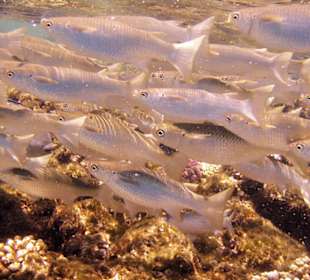 Nurkowanie w Sharm el Sheikh - podwodne życie