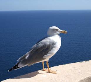 Möwe am Cabo de la Nao