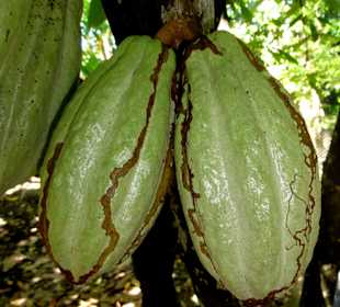 Unreife Kakao-Früchte am Baum