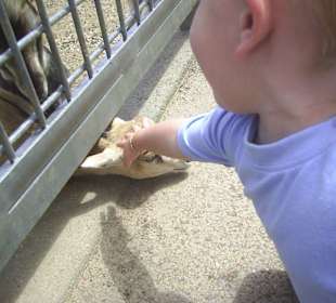 Ziegen füttern und streicheln 