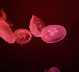 Aquarium