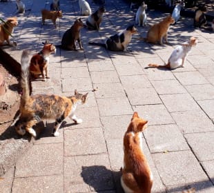 Katzen im Forodhani Park