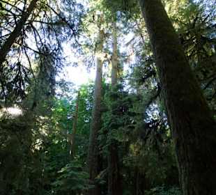 Spaziergang im Cathedral Grove