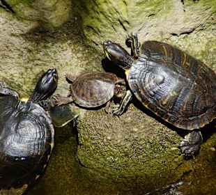 Schildkröten nehmen gerade ein Sonnenbad.