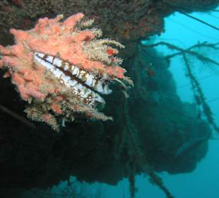 Tauchschule Merlin Sosua