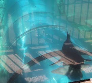 The Tower of Power/Mai Thai River - Röhren