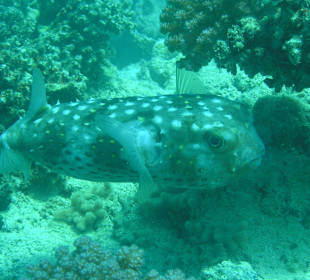 Direkt am Hausriff beim Schnorcheln aufgenommen