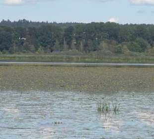 Federseesteg Bad Buchau