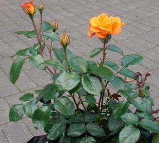 Rosenfest im Westfalenpark in Dortmund