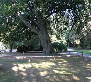 Alter Botanischer Garten