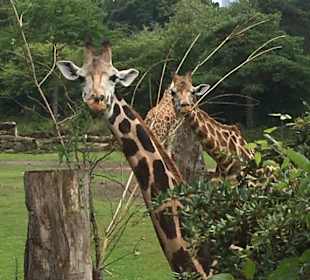 Giraffen