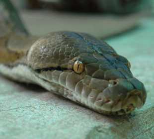 Reptilienshow
