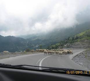Zwischen Pause wegen der Schaffherde