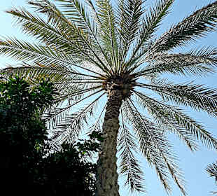 Al Ain Oase