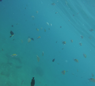 Schnorcheln Hurghada