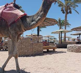 Reiten & Kamelreiten Dana Beach