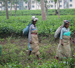 Teeplantage von Sukna