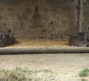 Südamerikabereich - Flachlandtapir