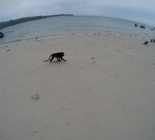 Małpa na plaży Monkey Island