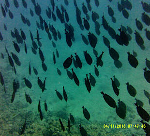 Schnorcheln Marsa Alam