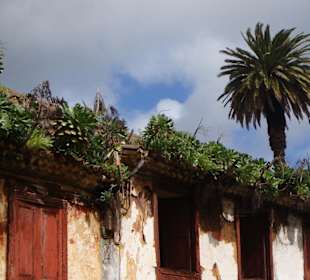 Fern von Las Americas