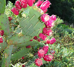 Impressionen vom Rundgang durch die Gärten