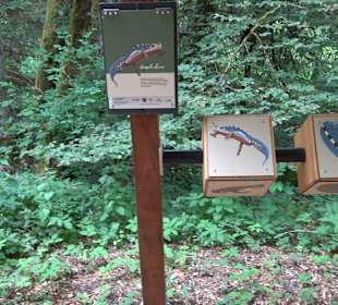 Waldlehrpfad in Tieringen
