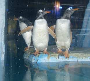 Pinguine