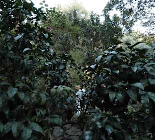 Giardini La Mortella