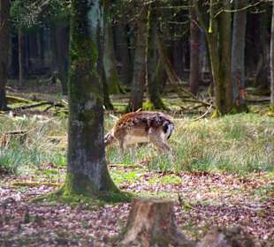 Wildgehege Hirsche