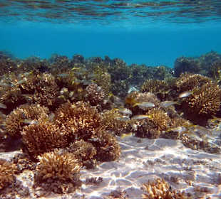 Schnorcheln Marsa Alam