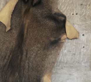 Burg Wäscherschloss