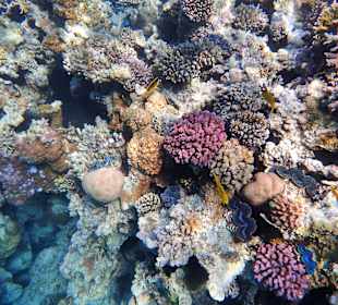 Wunderbare Korallen