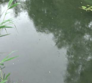 Fischlehrpfad Neu-Ulm