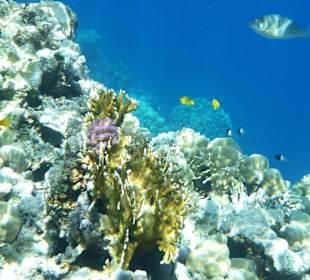 Unterwasserwelt unweit vom Strand Hotel Baron Resort