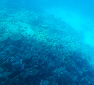 Schnorcheln Hurghada