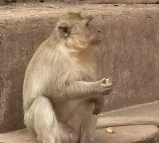 Affen vor dem Höhlentempel