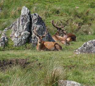 Highland Wildlife Park