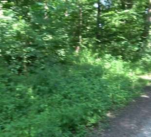 Waldinformationssystem „Lebendiger Wald“