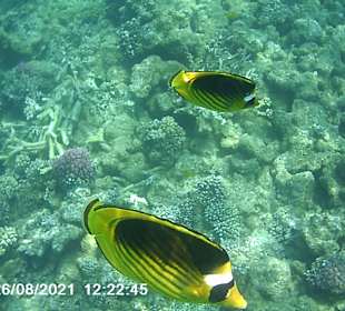 Schnorcheln Makadi Bay