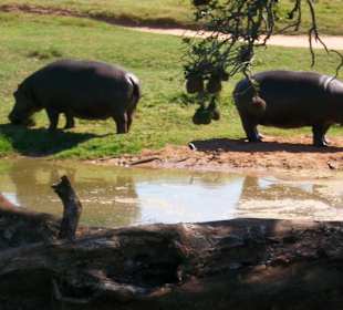 Hippos und ein Krokodil Big1