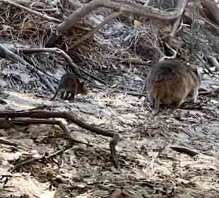 Quokka