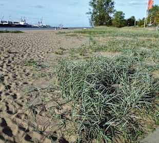 Impressionen von der Weserinsel Harriersand