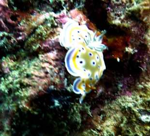 Schnecke