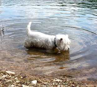 Badespass für Hunde