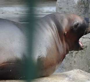 Seehund beim Gähnen